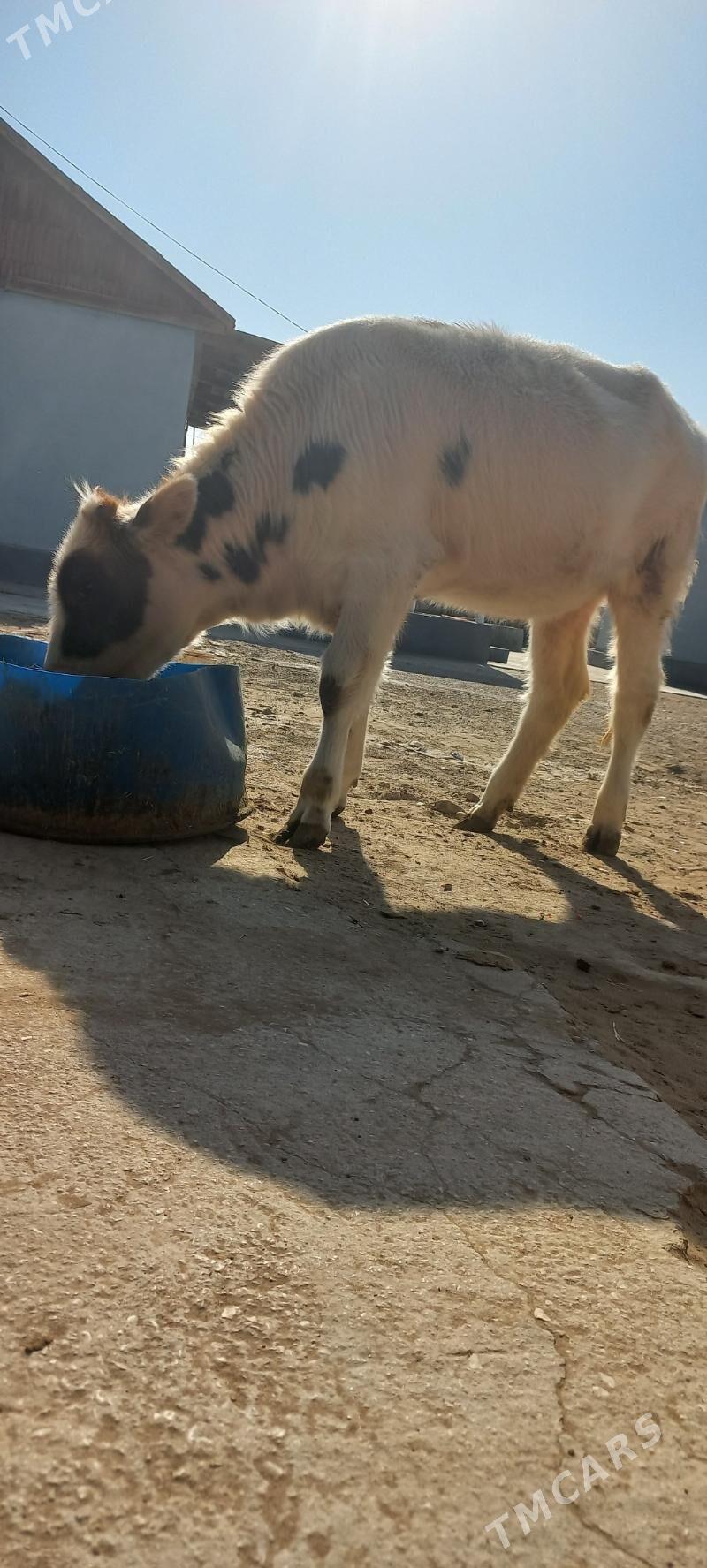 sygyr - Гумдаг - img 4