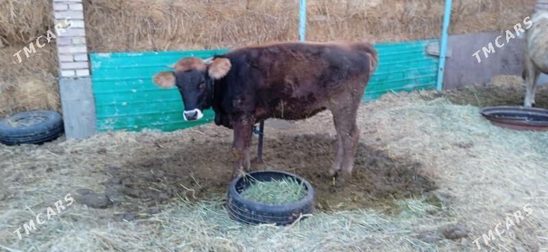 tüwe - Бахарден - img 4