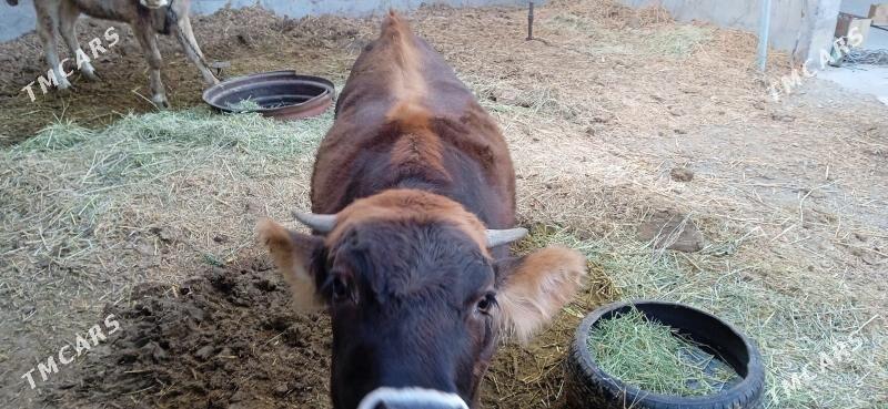 tüwe - Бахарден - img 3