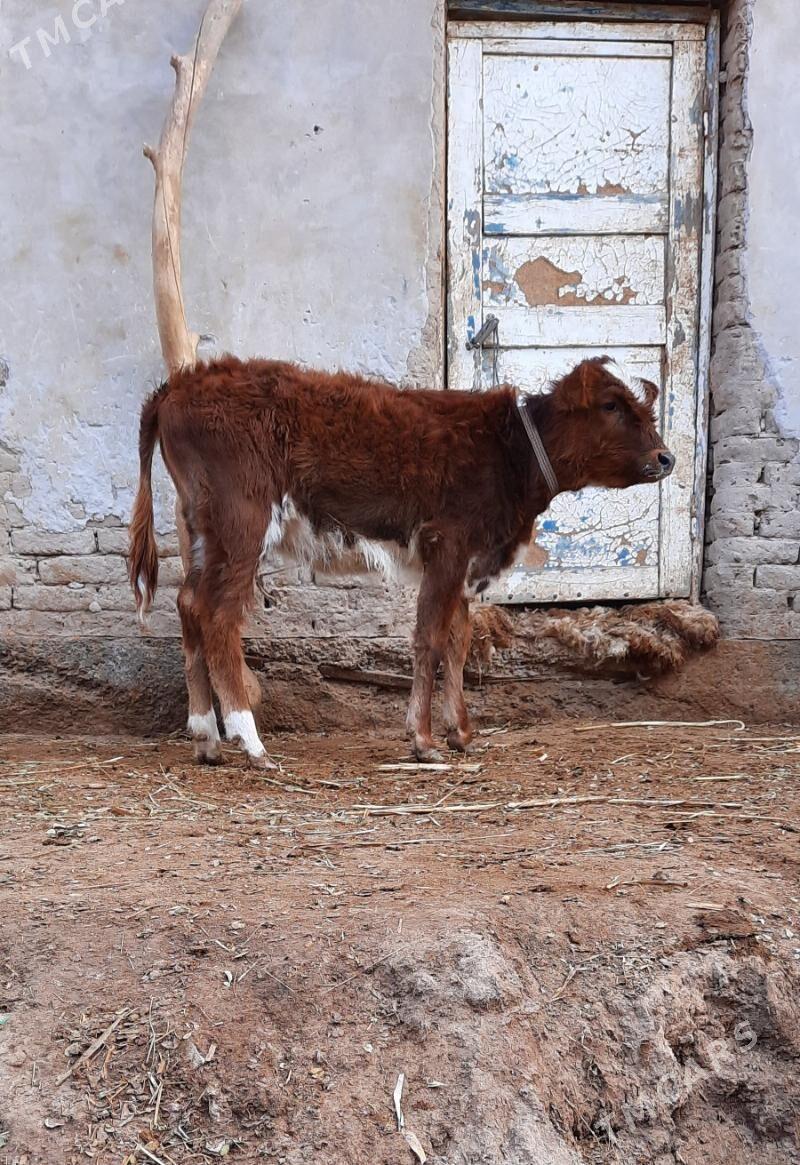 BAKWERMELI PARODA GACAR - Кёнеургенч - img 2