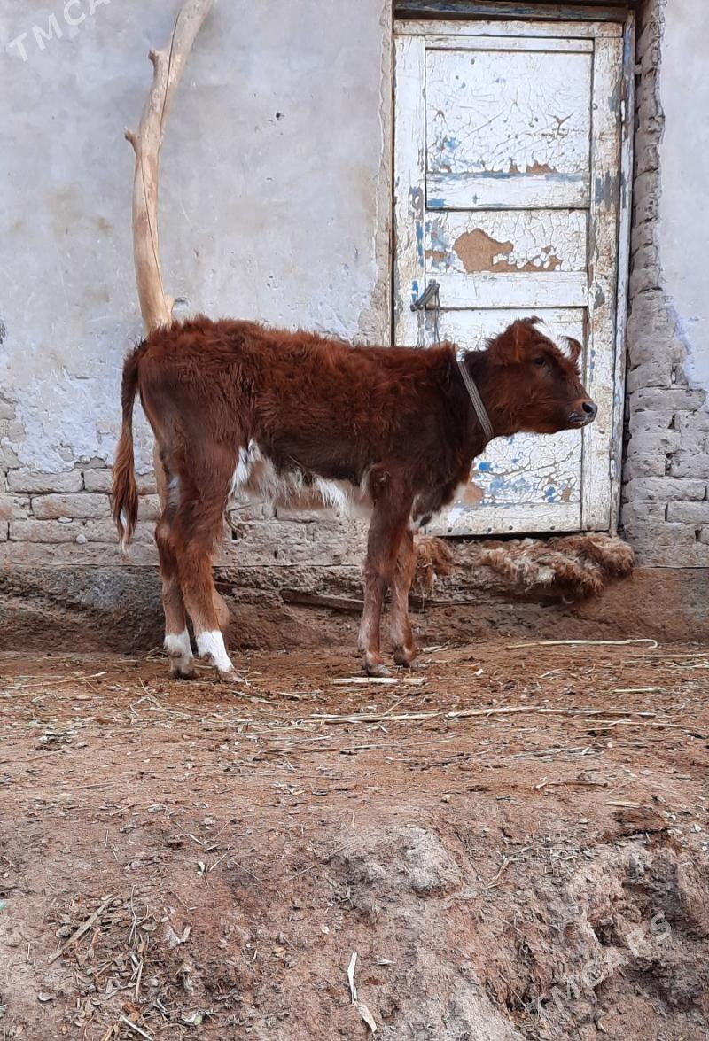 BAKWERMELI PARODA GACAR - Кёнеургенч - img 3