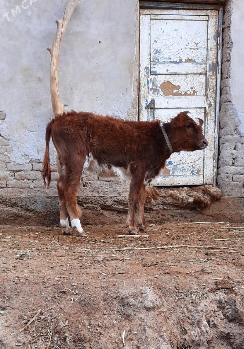 BAKWERMELI PARODA GACAR - Кёнеургенч - img 4