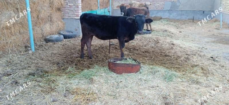 tüwe - Bäherden - img 3