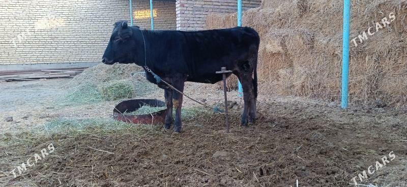 tüwe - Bäherden - img 4