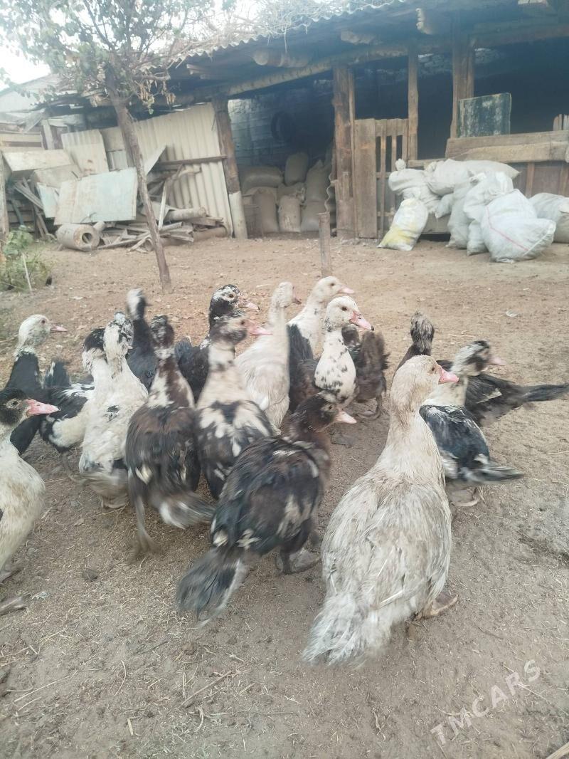 İndawutga - Гёкдепе - img 4