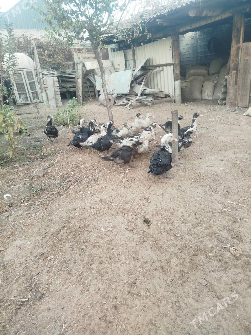 İndawutga - Гёкдепе - img 3