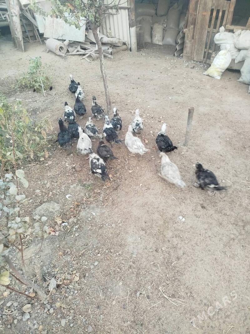 İndawutga - Гёкдепе - img 2