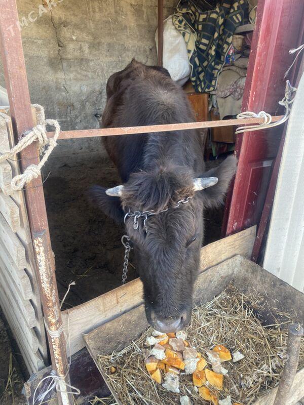 sygyr gysyr - Bagyr - img 3