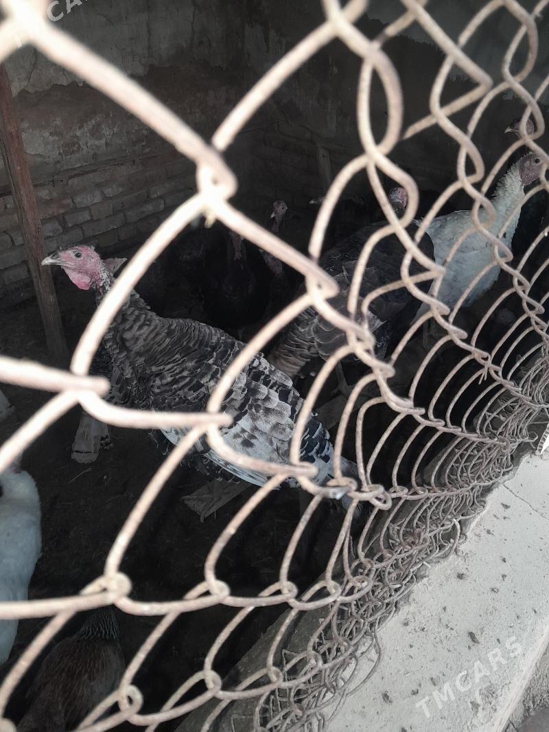 Indýuk we horaz - Бабадайхан - img 2