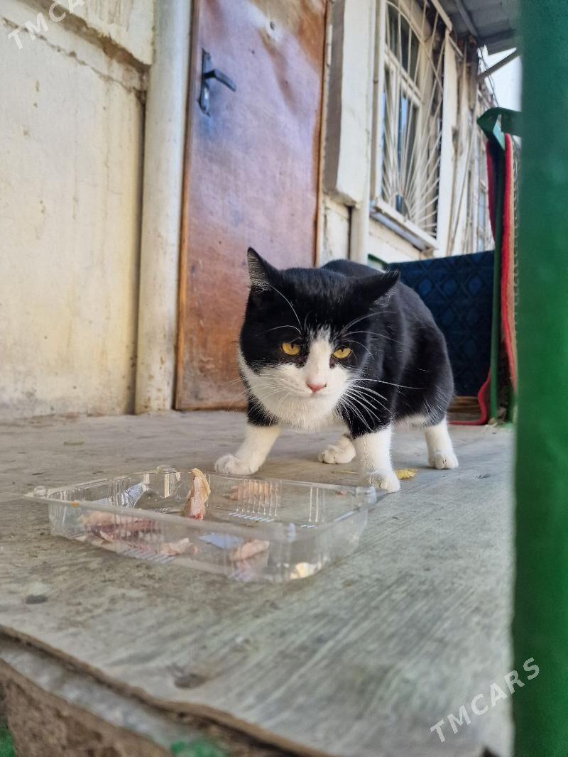 1 год.кошке - Aşgabat - img 2