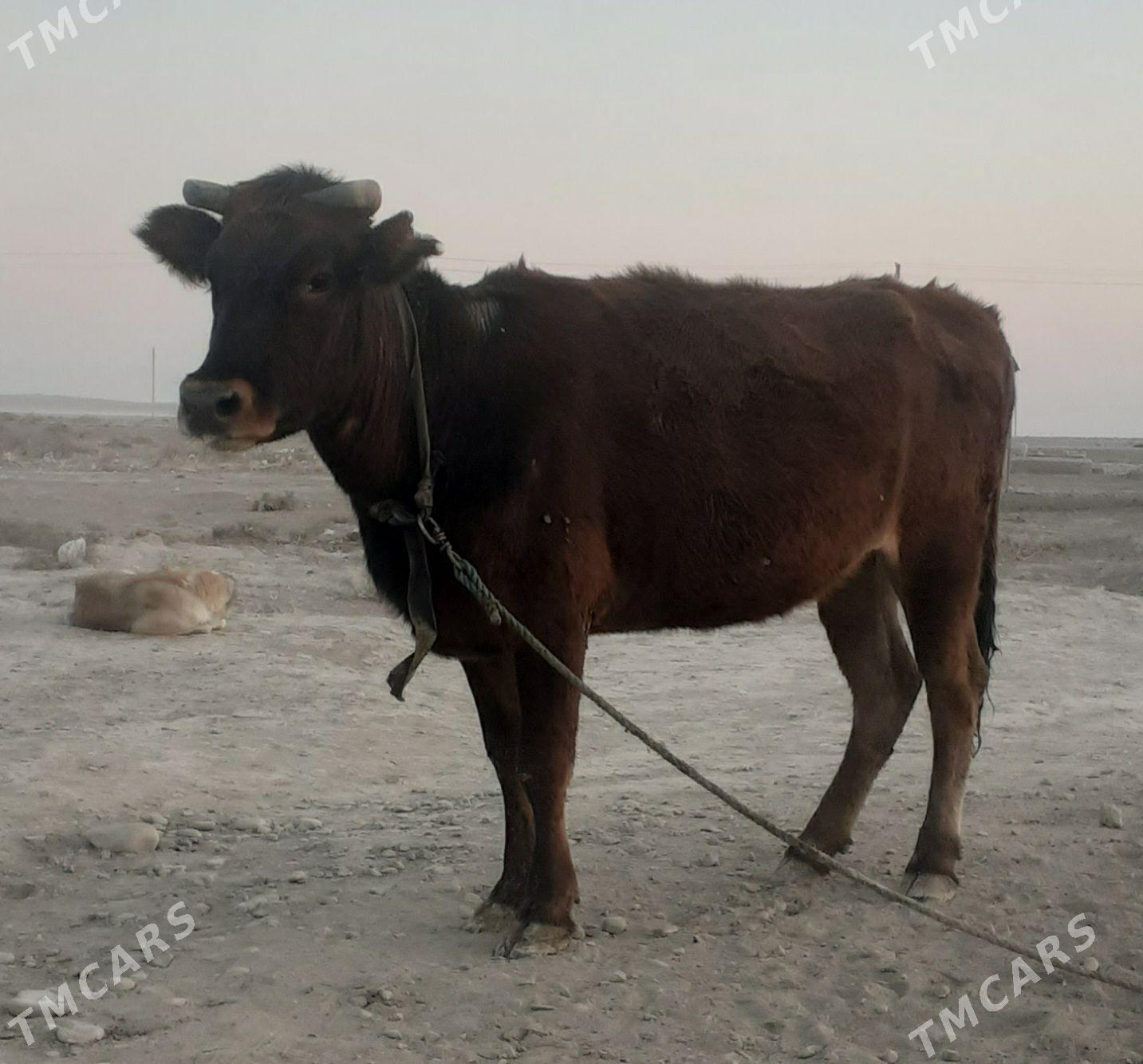 Sygyr - Кака - img 3