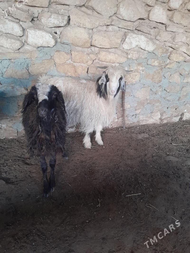 tokly cewis - Gyzylarbat - img 2