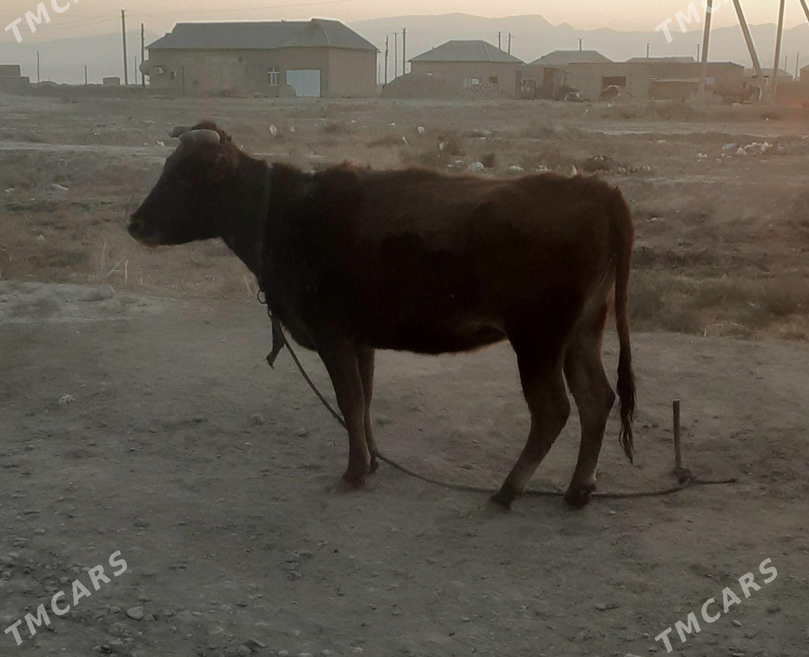 Sygyr - Кака - img 2