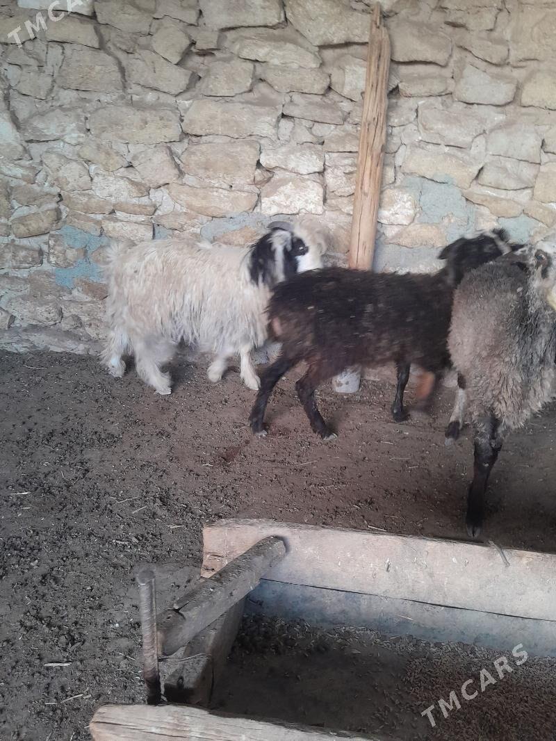 tokly cewis - Gyzylarbat - img 3