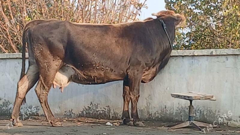 AGYR BOGAZ SYGYR - Бахарден - img 1