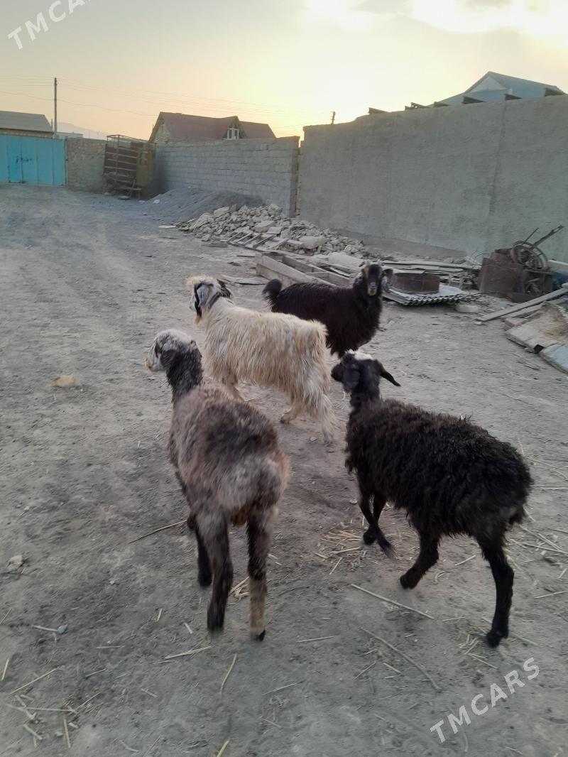 tokly cewis - Gyzylarbat - img 6