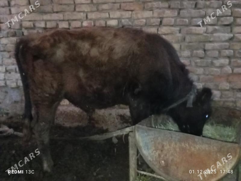 öküZ - Mary - img 3