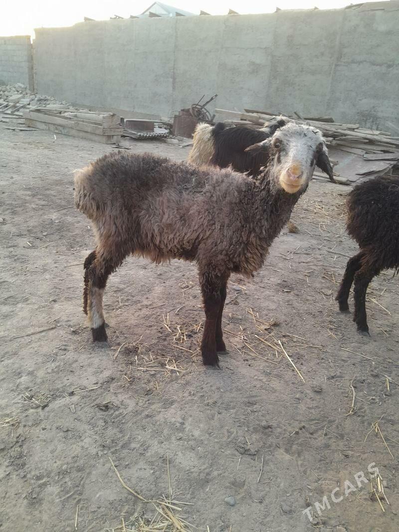 tokly cewis - Gyzylarbat - img 7