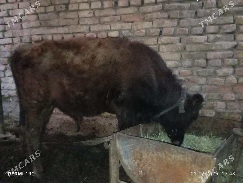 öküZ - Mary - img 2