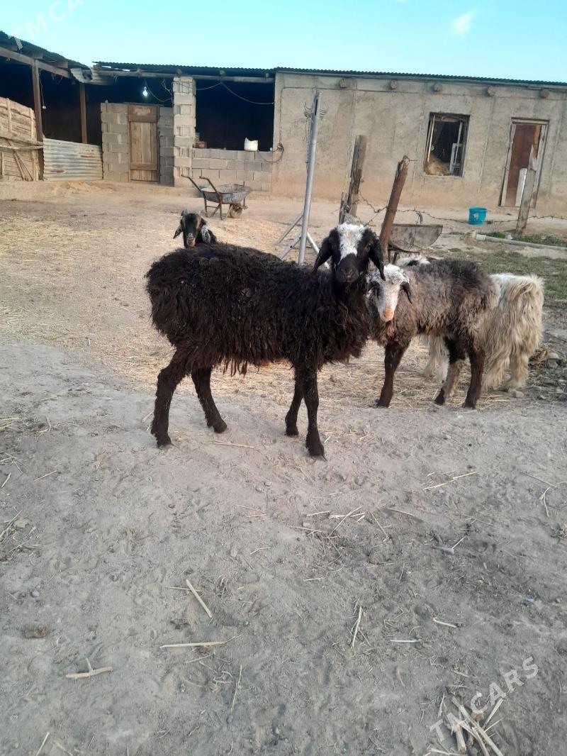 tokly cewis - Gyzylarbat - img 8