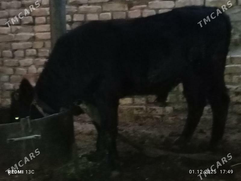 ökuz - Mary - img 2