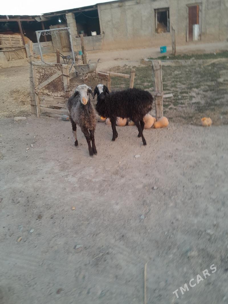 tokly cewis - Gyzylarbat - img 5