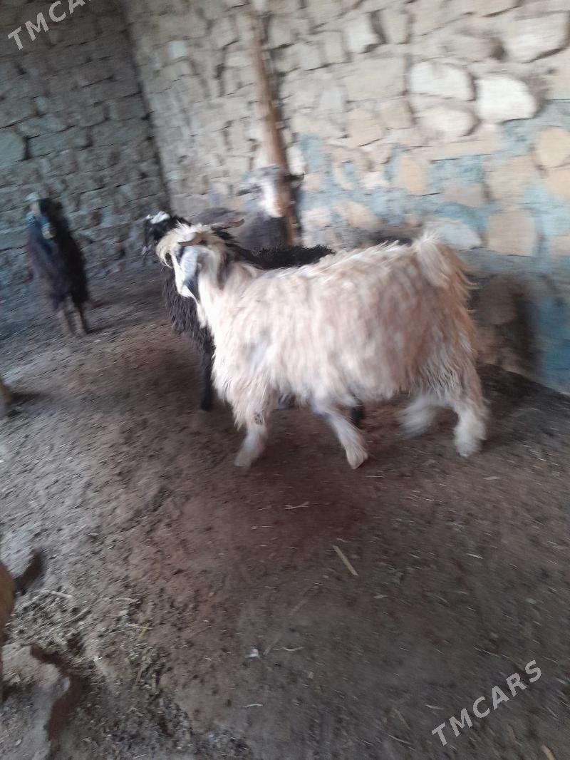 tokly cewis - Gyzylarbat - img 4