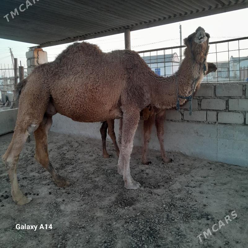 duye - Эсенгулы - img 1