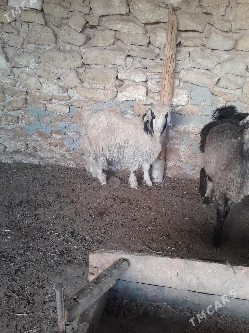 tokly cewis - Gyzylarbat - img 9