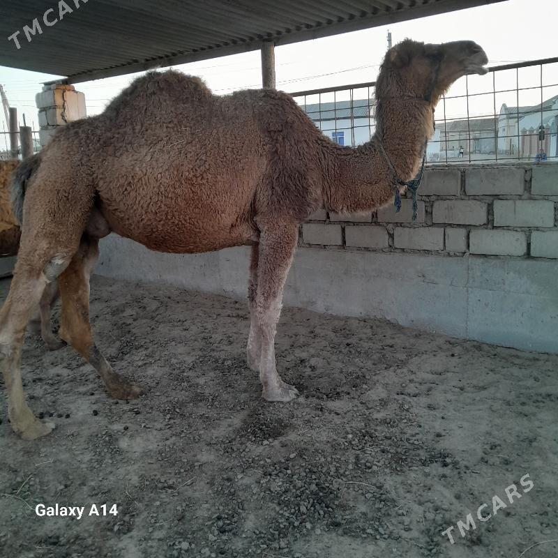 duye - Эсенгулы - img 2