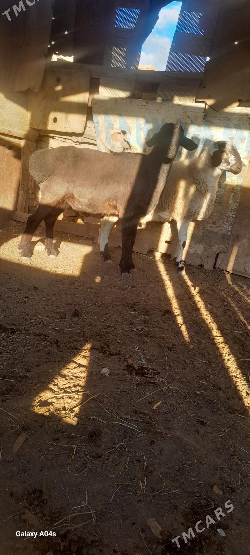 Gisar koçkar - Туркменабат - img 3