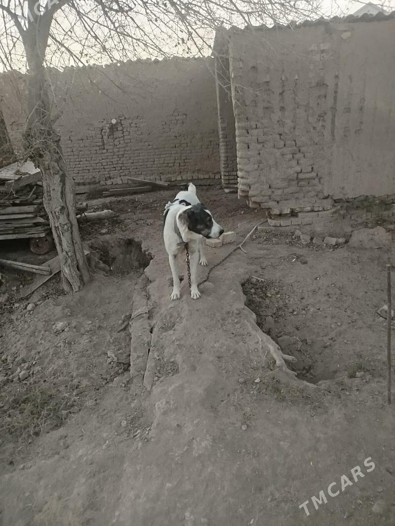 gokje - Murgap - img 5