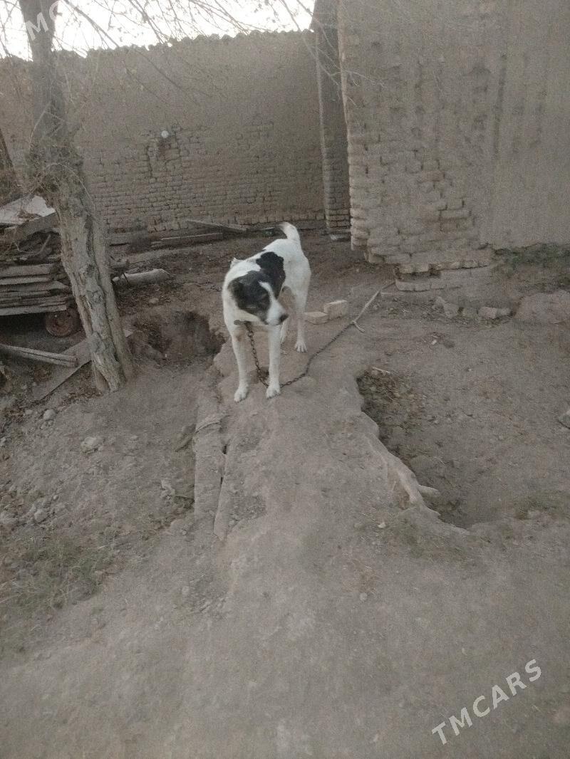 gokje - Murgap - img 4