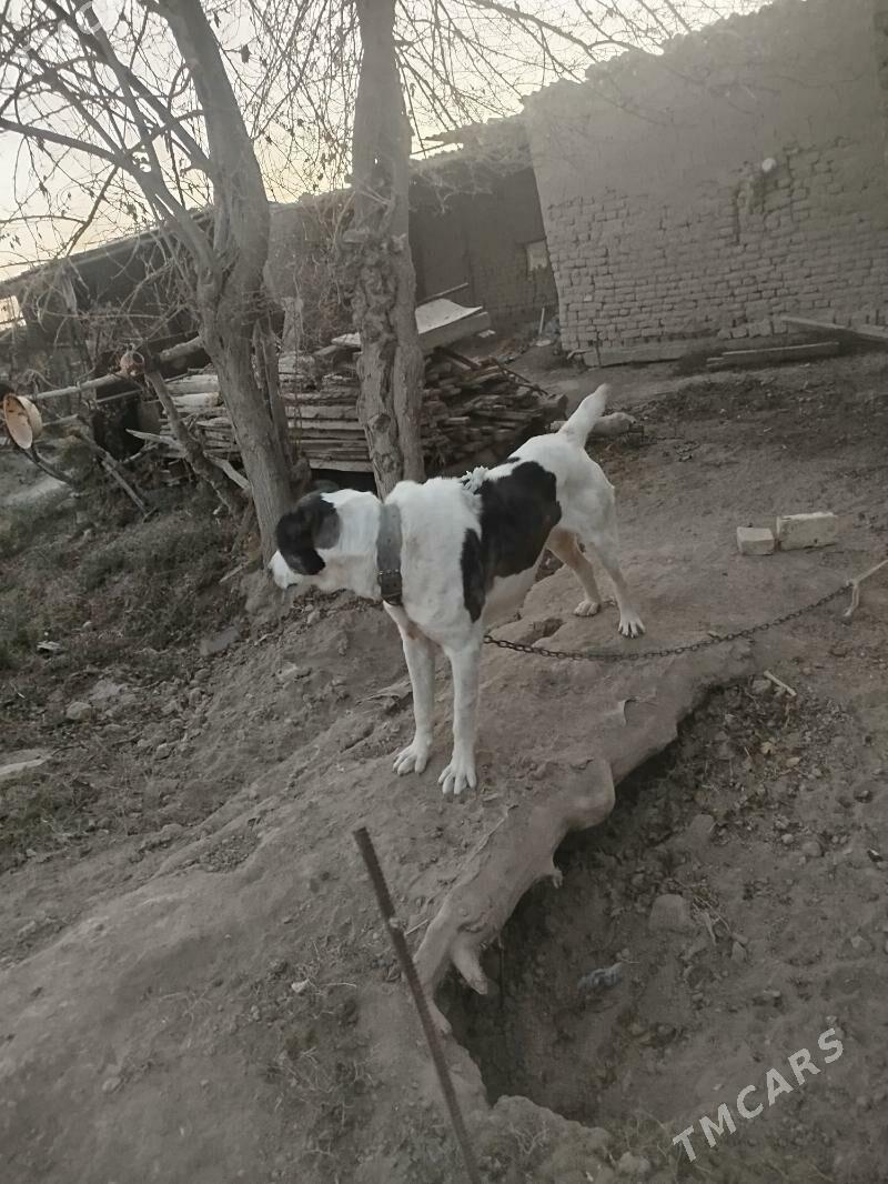 gokje - Murgap - img 2