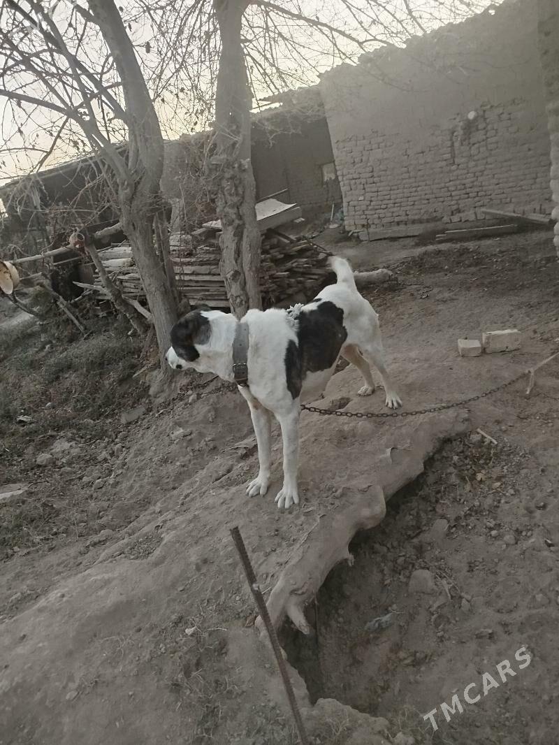 gokje - Murgap - img 3