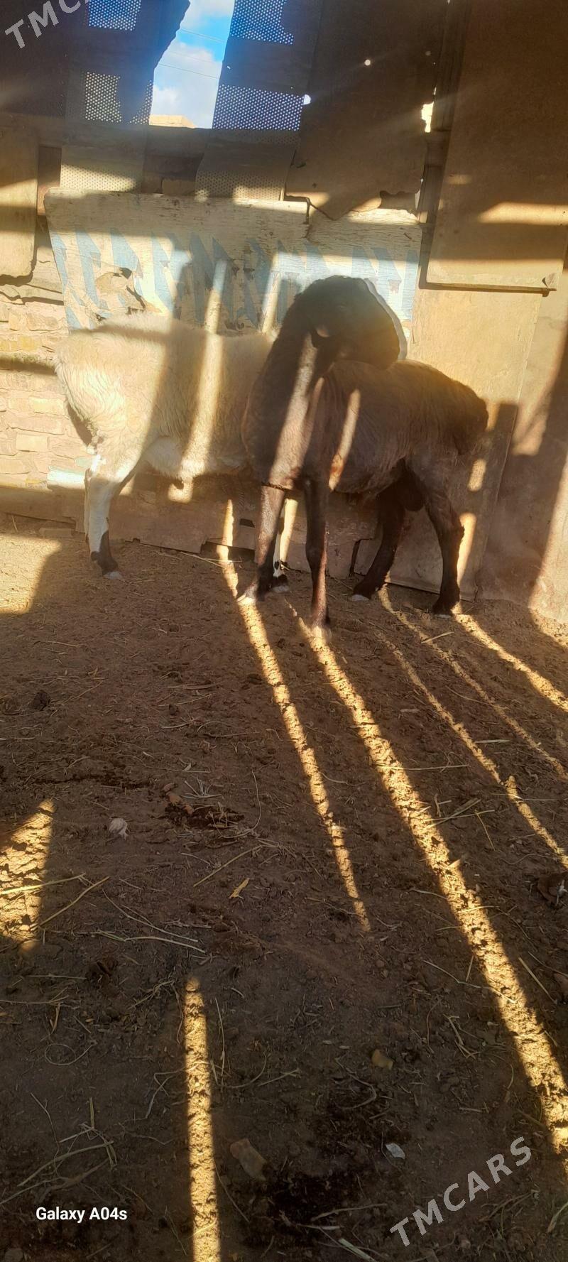 Gisar koçkar - Туркменабат - img 1