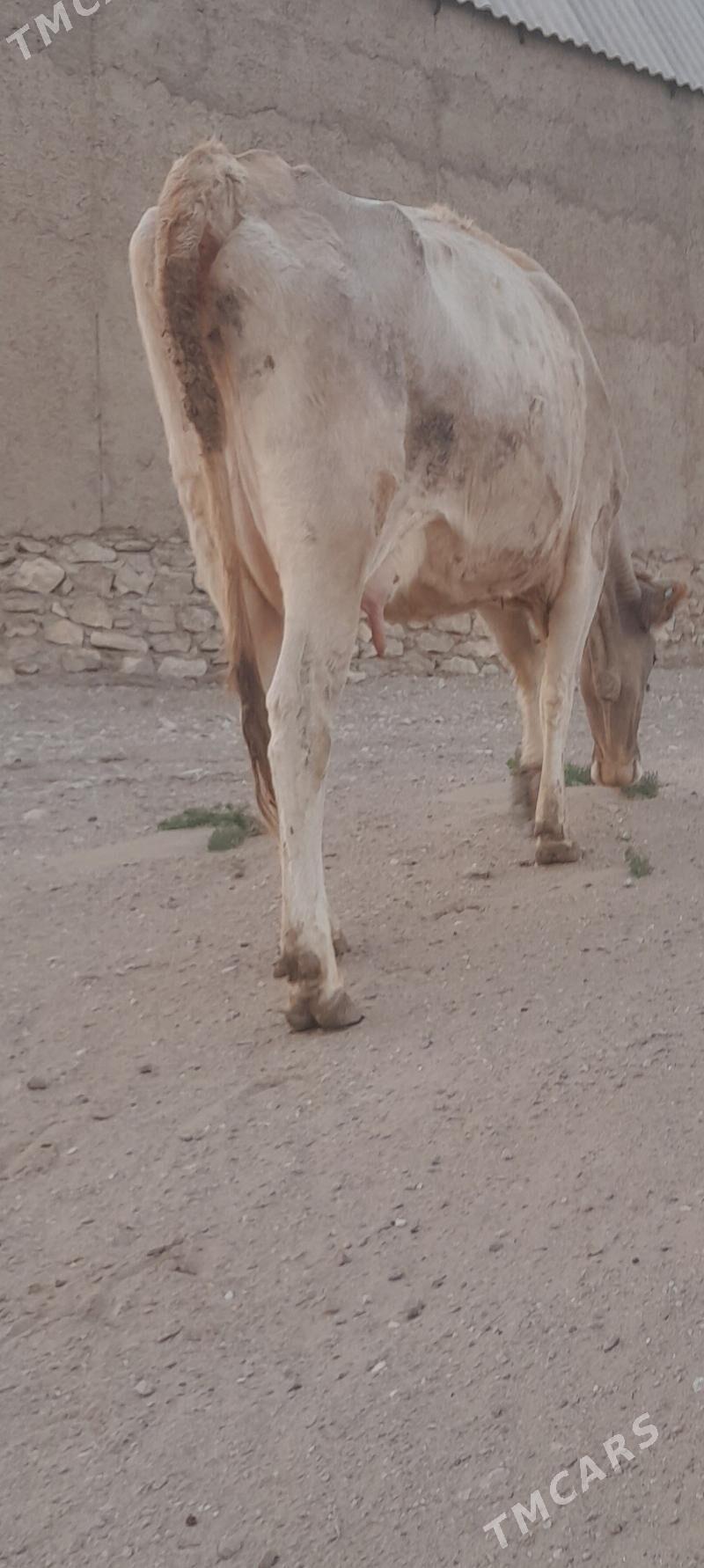 goleli sygyr - Балканабат - img 3