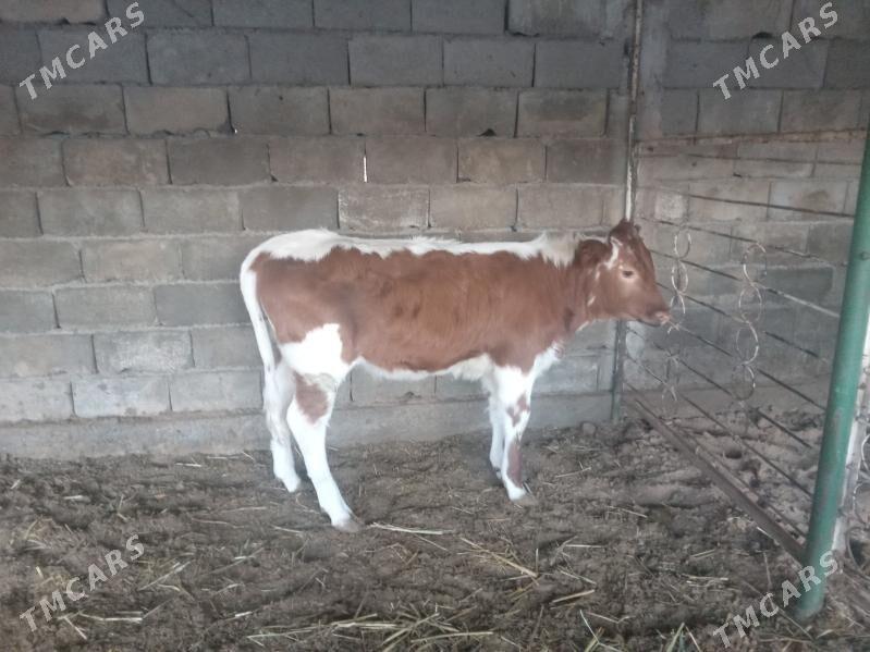 tuwe - Aşgabat - img 4