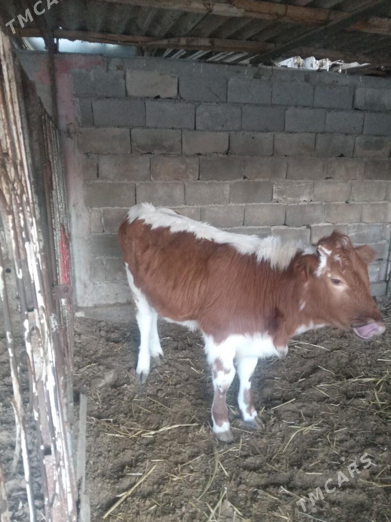 tuwe - Aşgabat - img 2