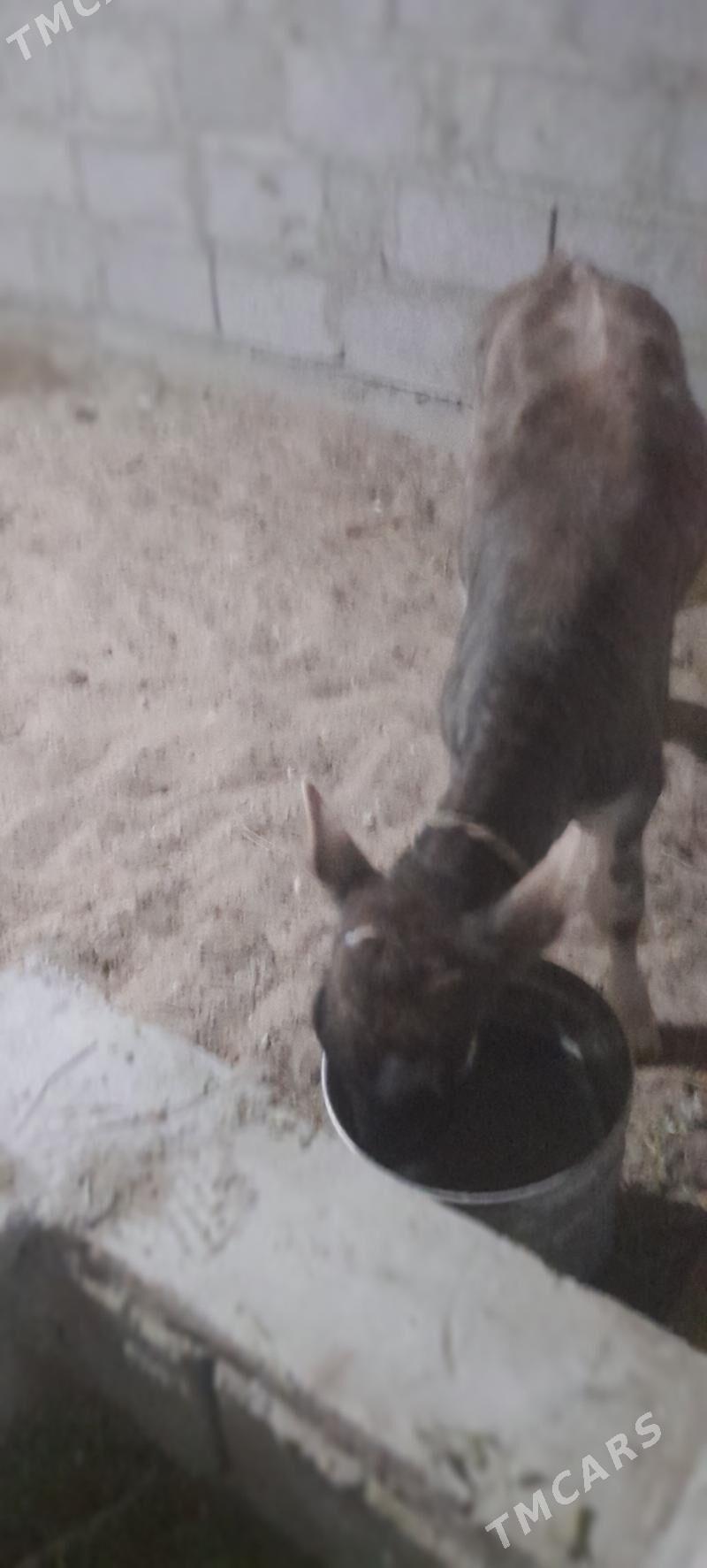 goleli sygyr - Балканабат - img 5