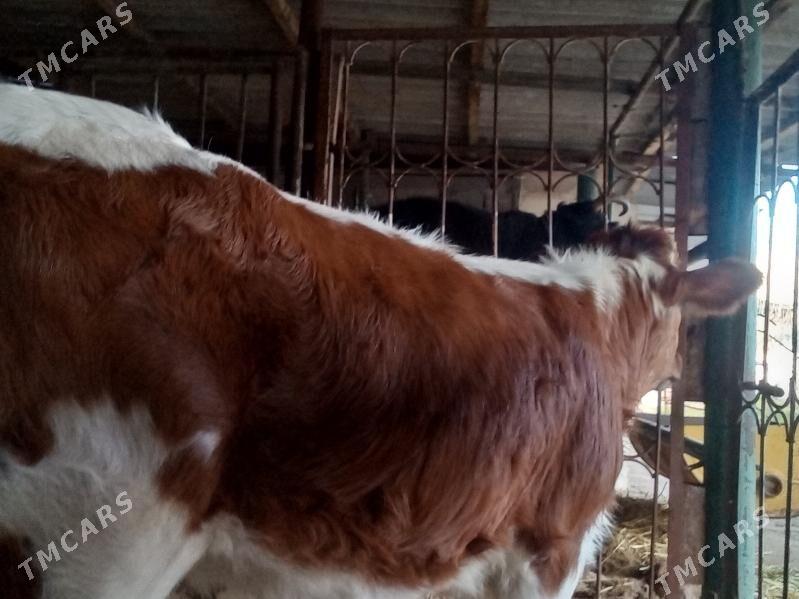 tuwe - Aşgabat - img 3