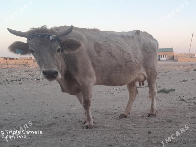 goleli sygyr - Балканабат - img 4