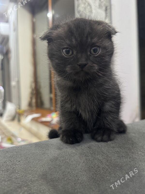 вислоухий котенок - Türkmenabat - img 2