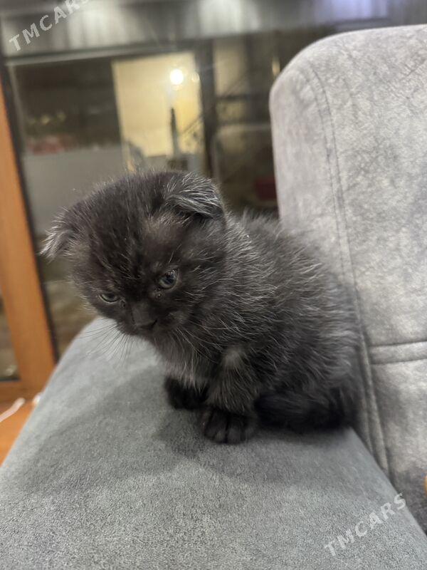 вислоухий котенок - Türkmenabat - img 3