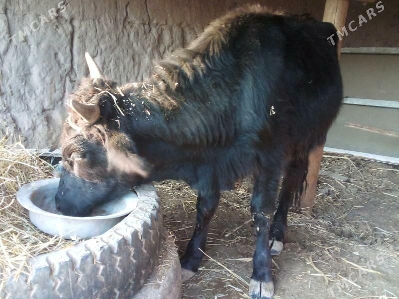 öküz - Чарджоу - img 6