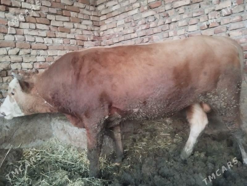 Öküzler - Бахарден - img 2