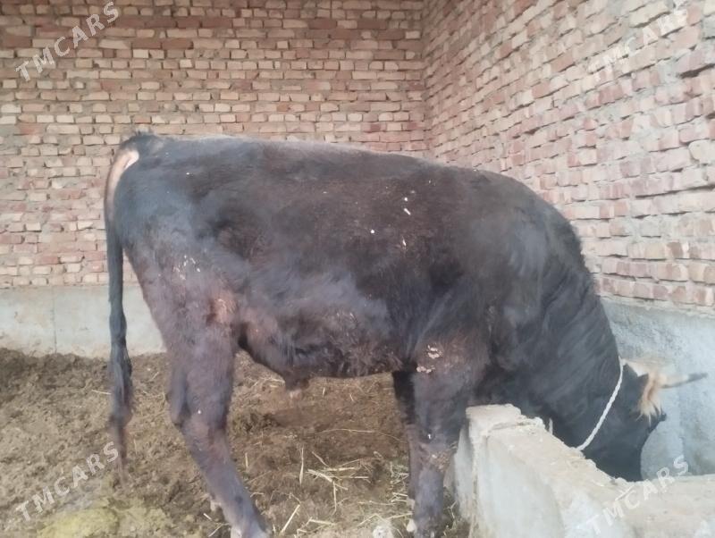 Öküzler - Бахарден - img 3