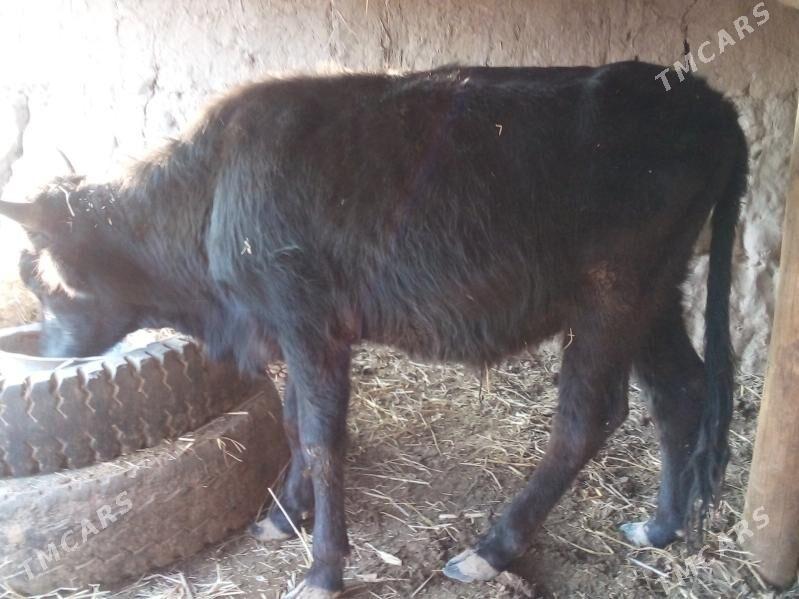 öküz - Чарджоу - img 5