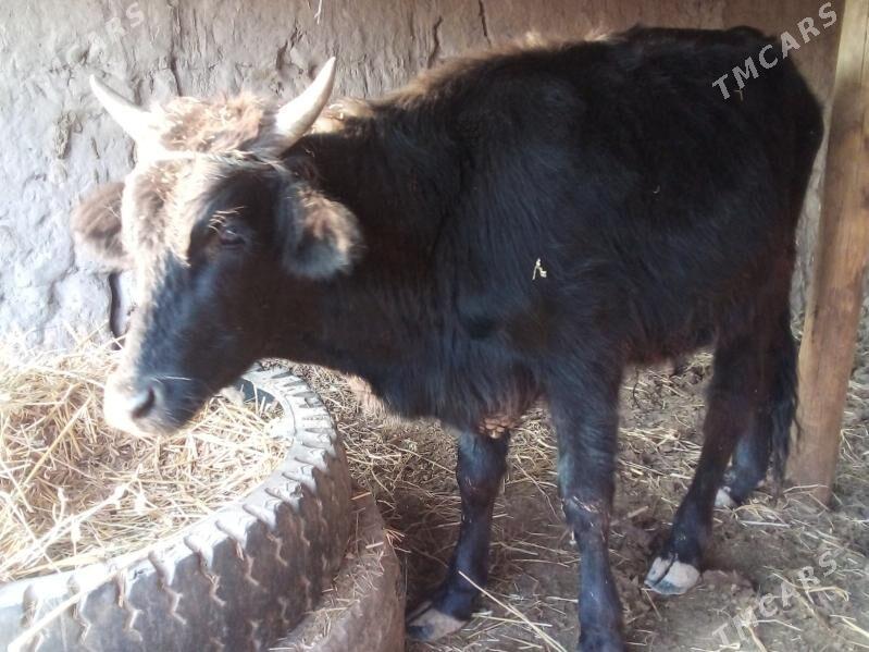 öküz - Чарджоу - img 2