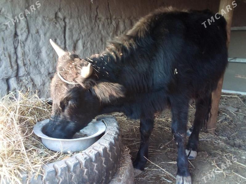 öküz - Чарджоу - img 4